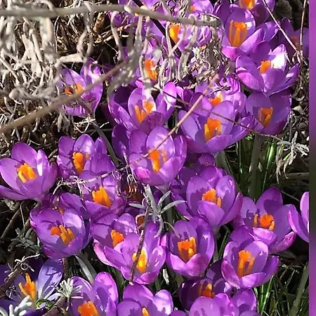 De Buurvrouw Nr.18 Panzió 3*