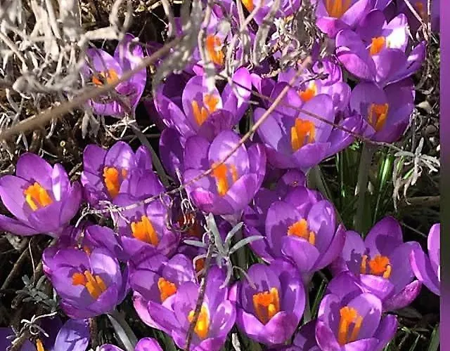 De Buurvrouw Nr.18 Bed & Breakfast 3*